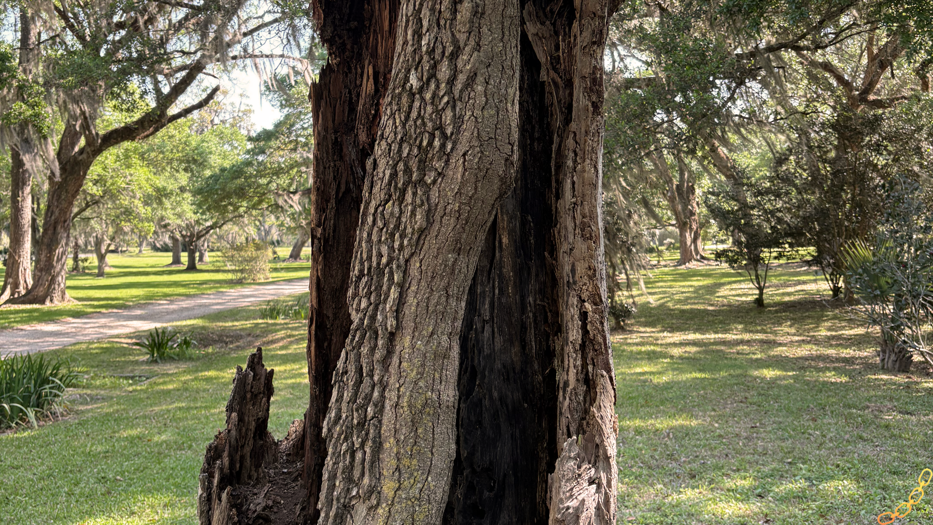 Hollowed out, lightning struck trunk of a tree in Avery Island, Louisiana