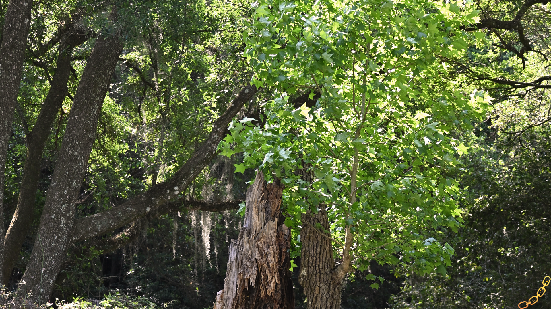 A lightning struck tree with a surviving section creating new growth