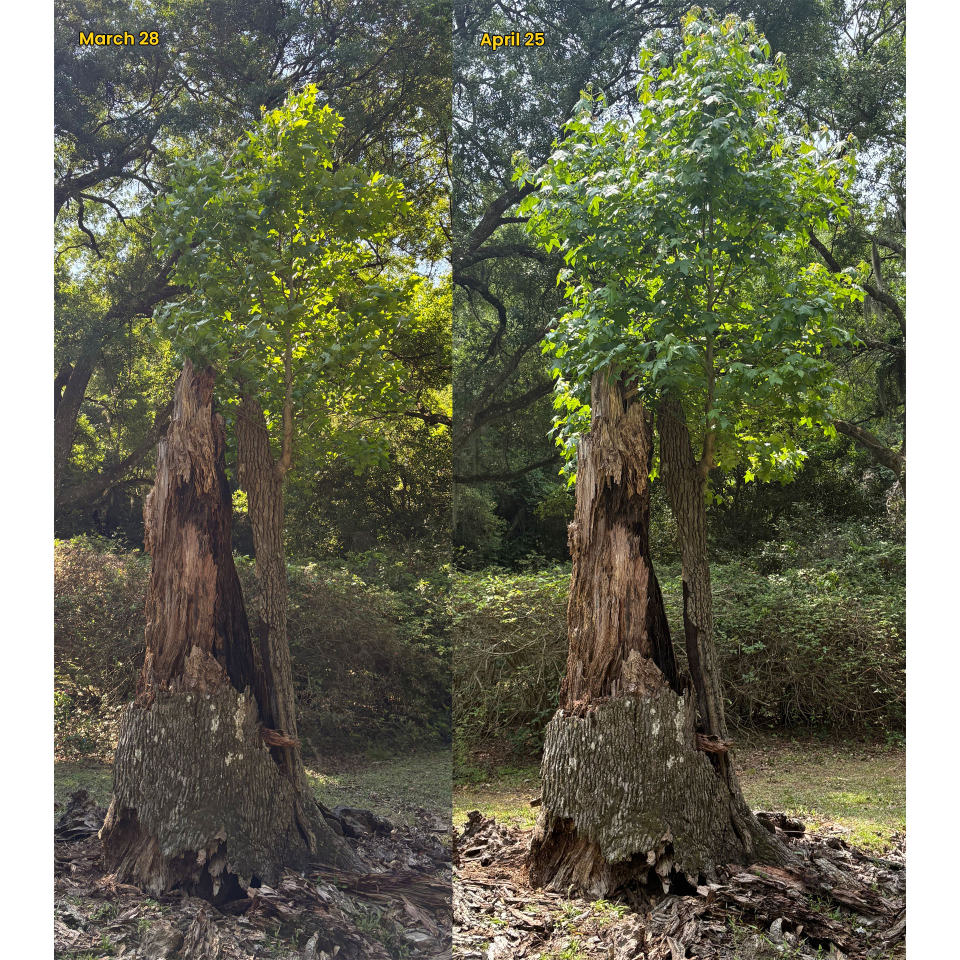 Lightning struck tree at Avery Island, one month later